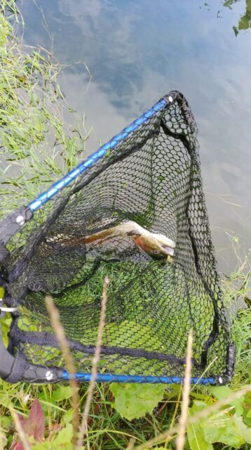 合子沢養魚場ニジマス2匹目