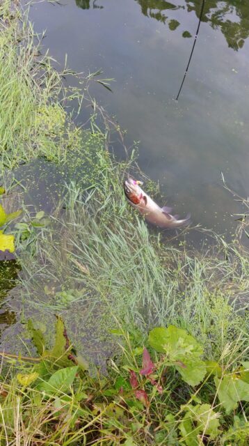 合子沢養魚場ニジマス5匹目