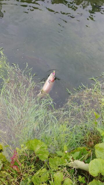 合子沢養魚場ニジマス6匹目