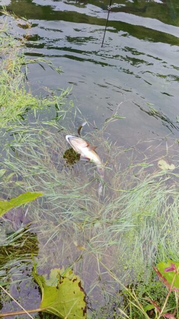 合子沢養魚場ニジマス9匹目