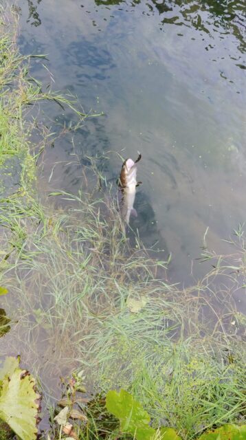 合子沢養魚場ニジマス11匹目