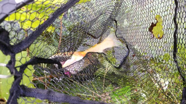 合子沢養魚場ニジマス13匹目